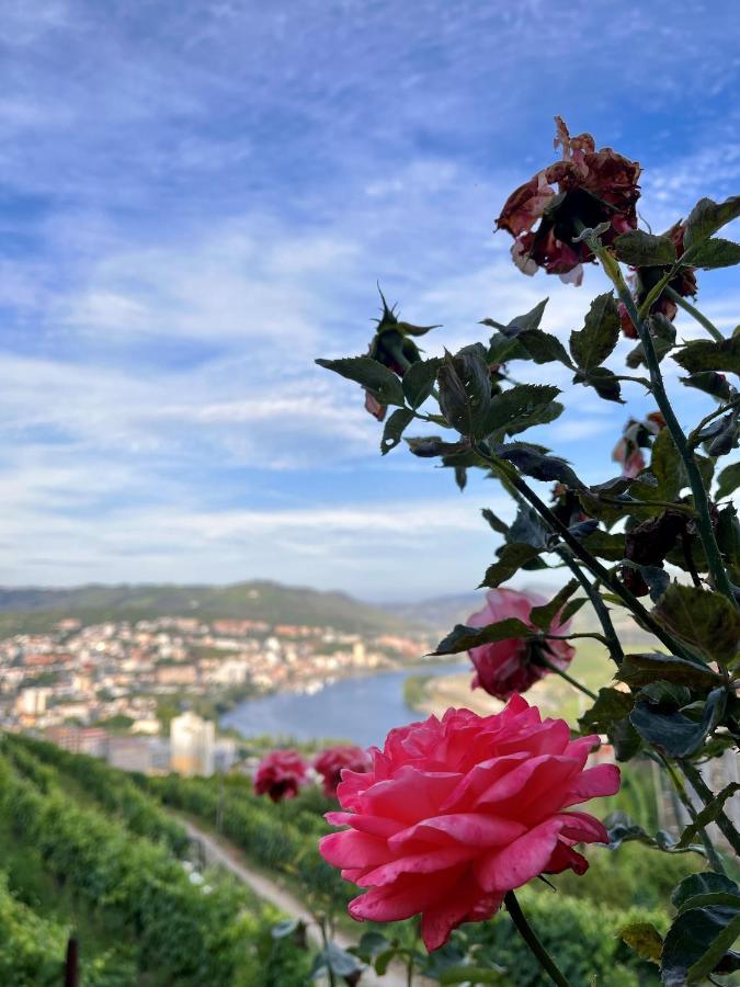 Casa De Sergude Peso da Régua Εξωτερικό φωτογραφία